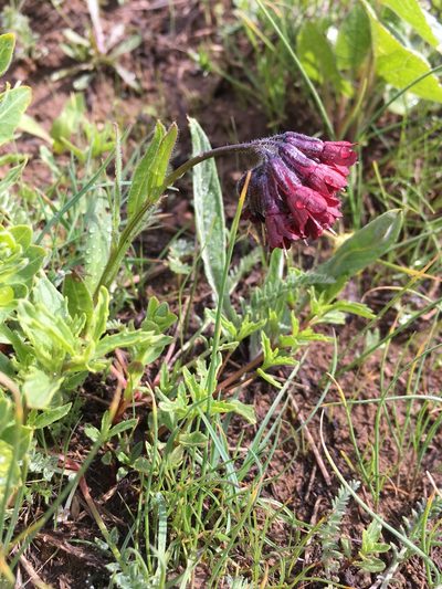 Lindelofia tschimganica, photographed by dschigel
