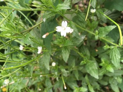Epilobium amurense, photographed by Tatsutomo Chin