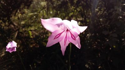 Gladiolus geardii, photographed by Karen Eichholz
