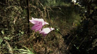 Gladiolus geardii, photographed by Karen Eichholz