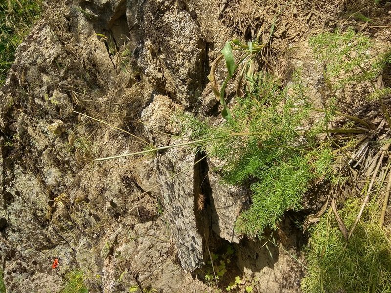Prangos bucharica, photographed by Maxim Shashkov