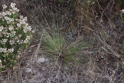 Ficinia gracilis, photographed by Tony Rebelo
