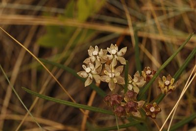 Asclepias cucullata, photographed by Karen Eichholz