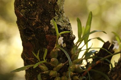 Polystachya ottoniana, photographed by Karen Eichholz