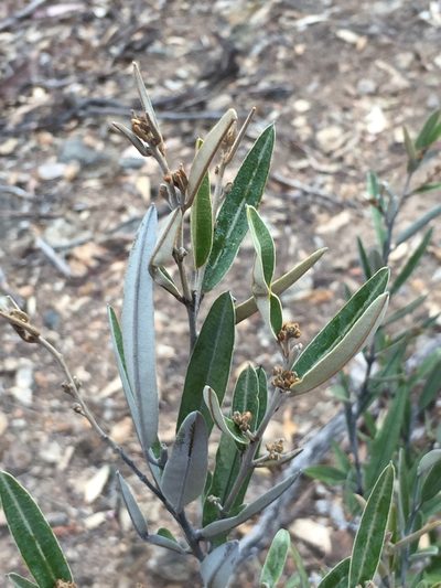 Hovea apiculata, photographed by Guy Taseski