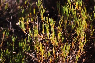 Acrosanthes teretifolia, photographed by Tony Rebelo