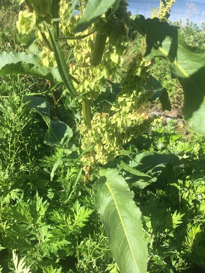 Rumex cristatus, photographed by Daniel Atha