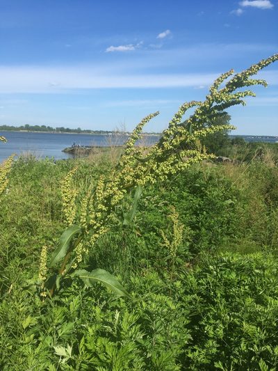 Rumex cristatus, photographed by Daniel Atha