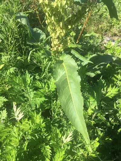 Rumex cristatus, photographed by Daniel Atha