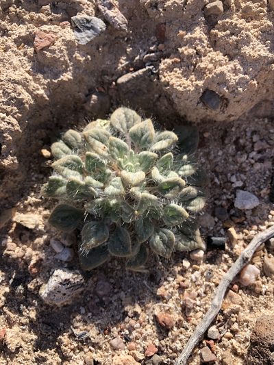Psathyrotes pilifera, photographed by Jason Eckberg