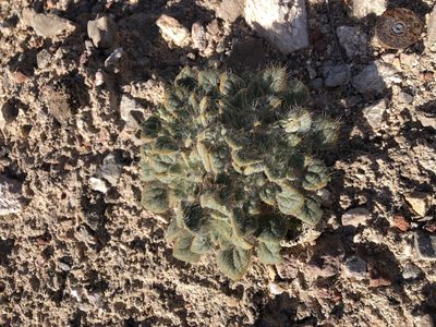 Psathyrotes pilifera, photographed by Jason Eckberg