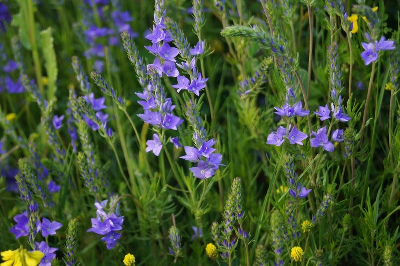 Veronica dalmatica, photographed by Dan Wrench