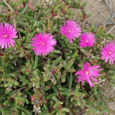 Lampranthus pauciflorus, photographed by Di Turner
