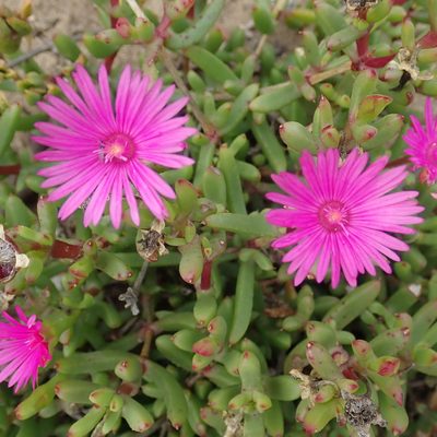 Lampranthus pauciflorus, photographed by Di Turner