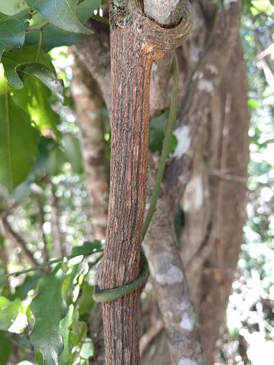 Ventilago pubiflora, photographed by Tony van Kampen