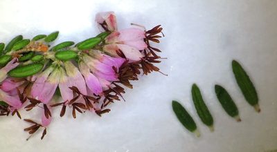 Erica ecklonii, photographed by linkie
