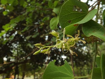 Bauhinia racemosa, photographed by Siddarth Machado