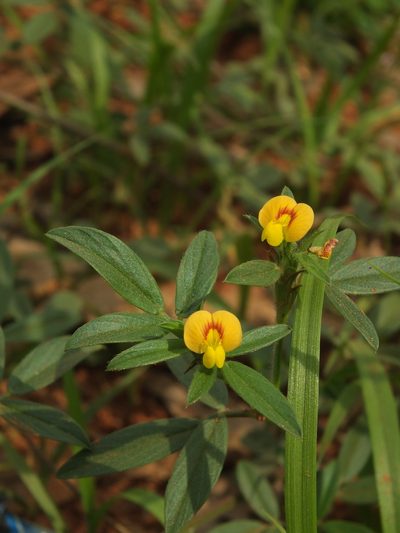 Stylosanthes guianensis, photographed by Siddarth Machado