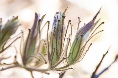 Cordylanthus nidularius, photographed by Ken-ichi Ueda