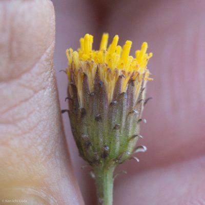 Erigeron petrophilus, photographed by Ken-ichi Ueda