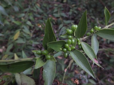 Jasminum cuspidatum, photographed by Siddarth Machado