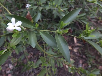 Jasminum cuspidatum, photographed by Siddarth Machado
