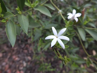 Jasminum cuspidatum, photographed by Siddarth Machado