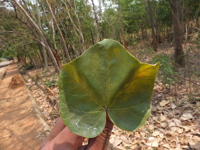 Firmiana colorata, photographed by Siddarth Machado