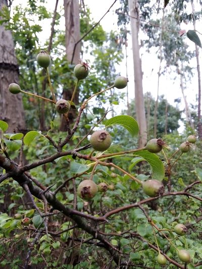 Pyrus cordata, photographed by Ivo Rosa