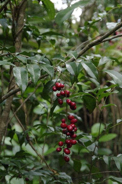 Picramnia pentandra, photographed by Eric Knight
