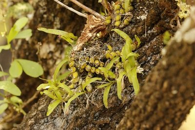Polystachya ottoniana, photographed by Karen Eichholz