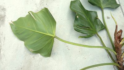 Philodendron fragrantissimum, photographed by russiannaturalistbrazil