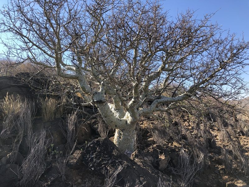 Commiphora tenuipetiolata, photographed by Dave U