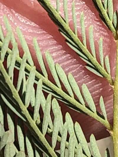 Gelrebia rubra, photographed by Dave U