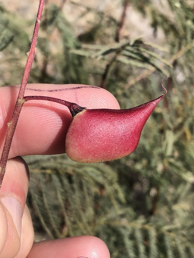 Gelrebia rubra, photographed by Dave U