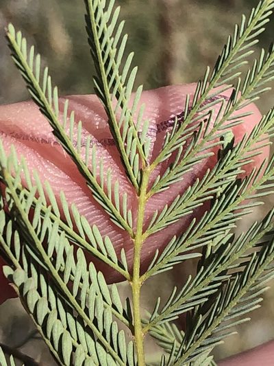 Gelrebia rubra, photographed by Dave U