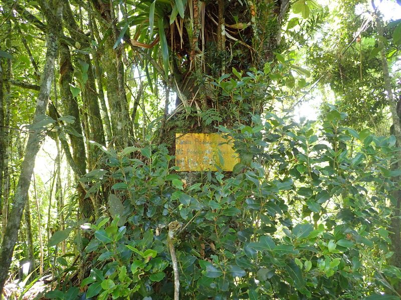 Podocarpus oleifolius, photographed by Dr. Guido Bohne
