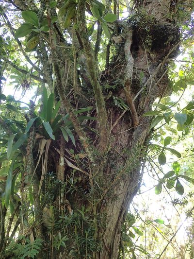 Podocarpus oleifolius, photographed by Dr. Guido Bohne
