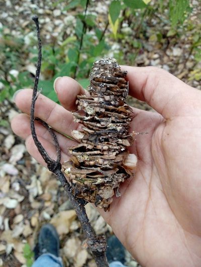Abies jaliscana, photographed by Dante S. Figueroa