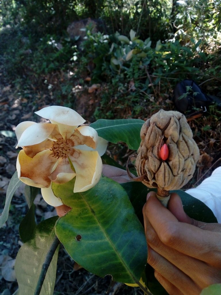 Magnolia iltisiana, photographed by Dante S. Figueroa