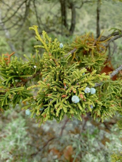 Juniperus durangensis, photographed by Dante S. Figueroa