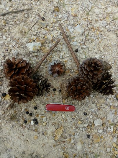 Pinus praetermissa, photographed by Dante S. Figueroa