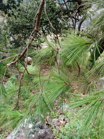Pinus praetermissa, photographed by Dante S. Figueroa