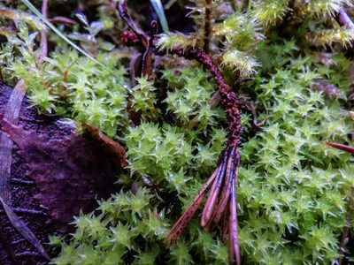 Diobelonella palustris, photographed by Andrew Melton