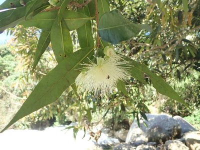 Syzygium jambos, photographed by Dr. Guido Bohne