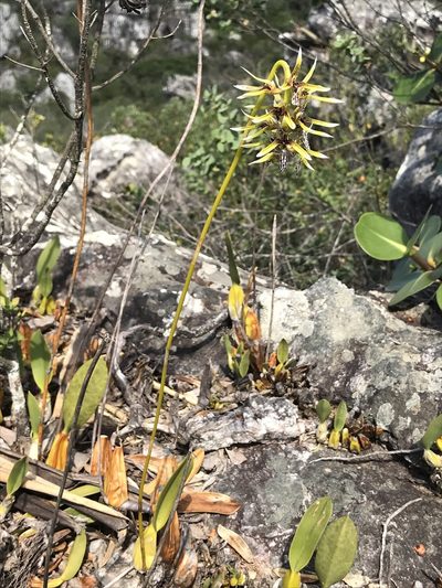 Bulbophyllum weddellii, photographed by william_hoyer