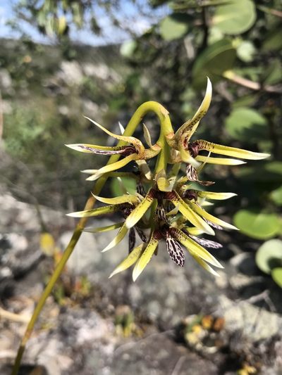 Bulbophyllum weddellii, photographed by william_hoyer