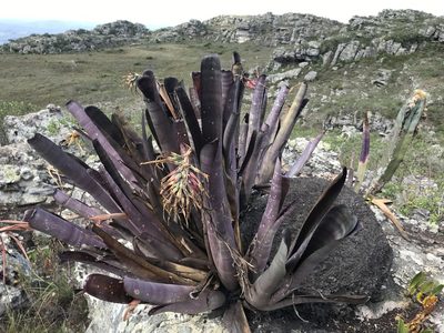 Billbergia vittata, photographed by william_hoyer