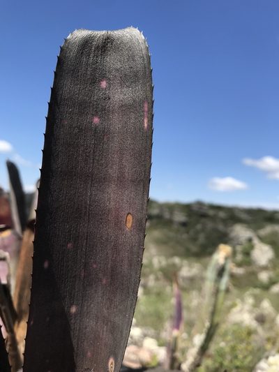 Billbergia vittata, photographed by william_hoyer