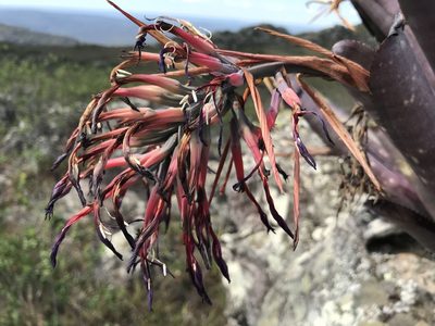 Billbergia vittata, photographed by william_hoyer